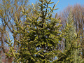 Picea abies Konca IMG_3796 Świerk pospolity Końca